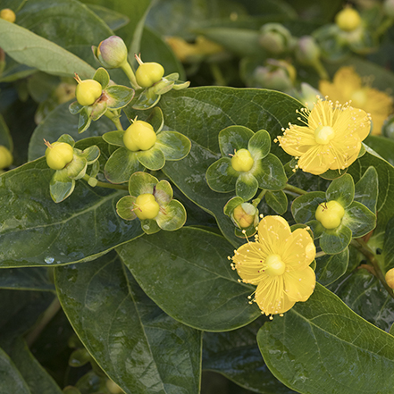 yellow berries and blooms on st johns wort