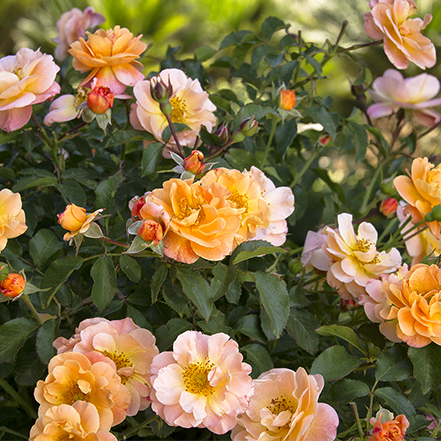 Flower Carpet® Amber Groundcover Rose