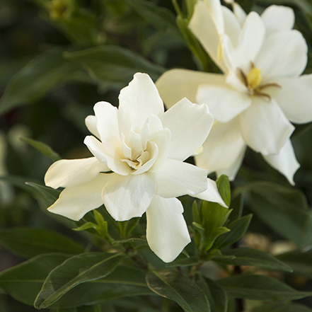 fragrant white gardenia flower