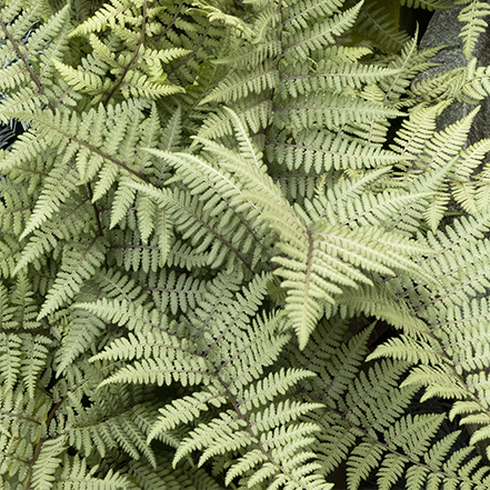 silvery green ghost fern foliage