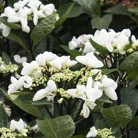 white glacier bay hyrdangea flowers and black stems