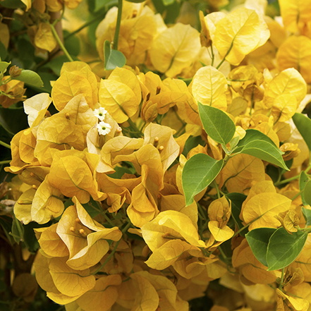 golden yellow bougaivillea flowers