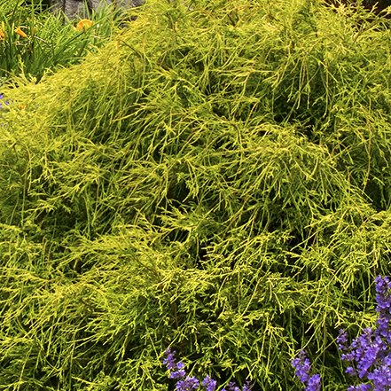 chartreuce needles on golden charm thread branch cypress