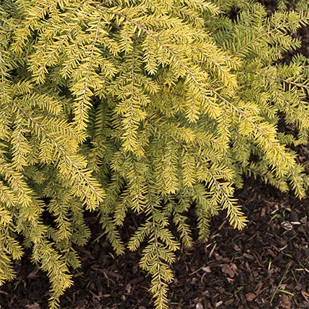 gold foliage on golden duke hemlock