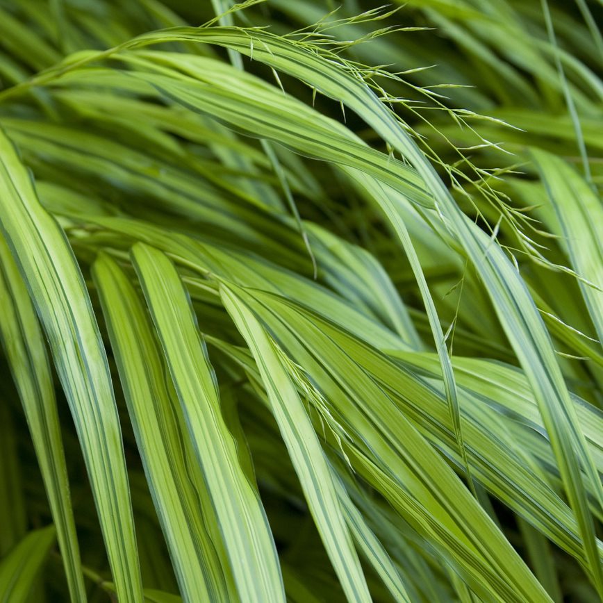 japanese forest grass