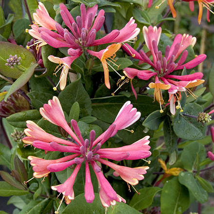 pinke and orange honeysuckle flowers