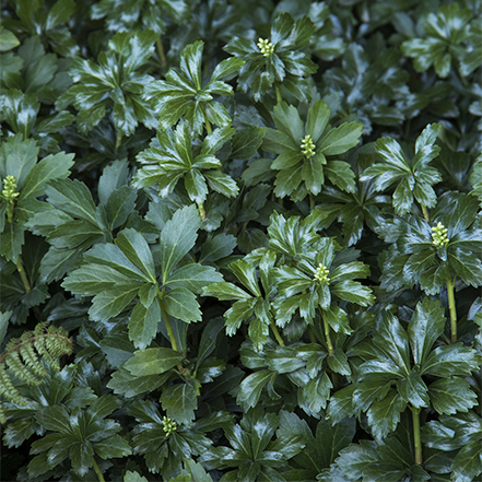 green japanese spurge foliage