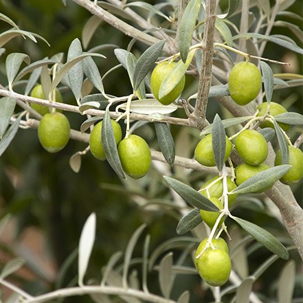 haas olive fruit on olive tree