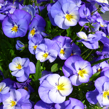 halo sky blue perennial violet flowers