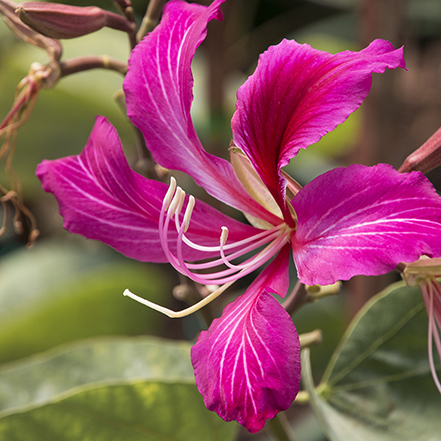 deep pink orchid tree flowers