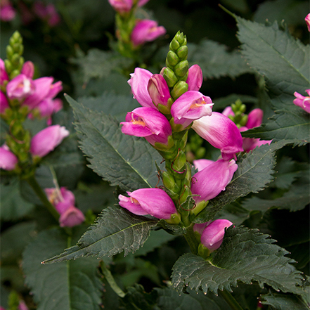 pink flowers on hot lips turtlehead chelone