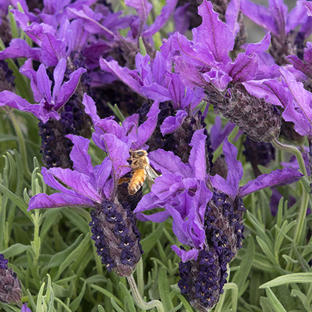 spanish lavender