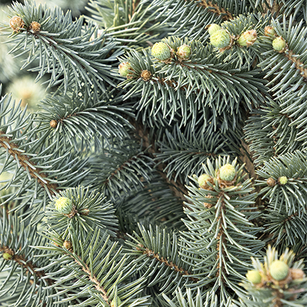 colorado blue spruce offers great habitat for birds