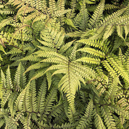 green jurasic lady fern