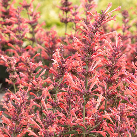 pink agastache flowers