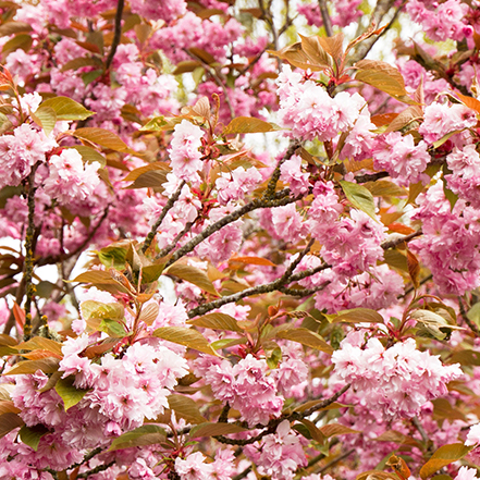 pink cherry blossoms