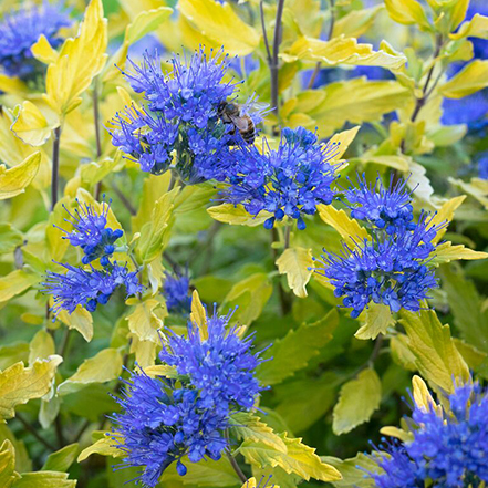 bright blue flowers and chartreuse foliage of la barbe blue bluebeard