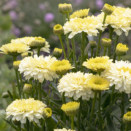 yellow shasta daisy flowers