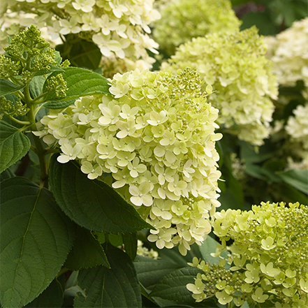 limelight hydrangea flowers