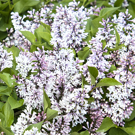 light-purple lilac flowers