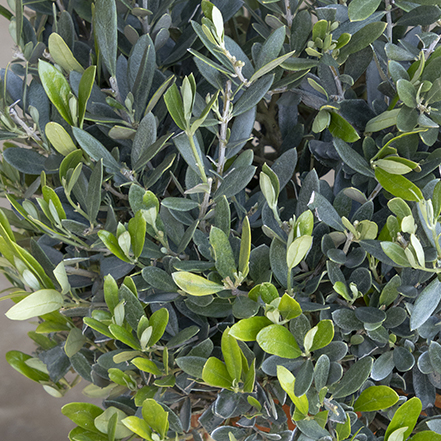 green olive foliage