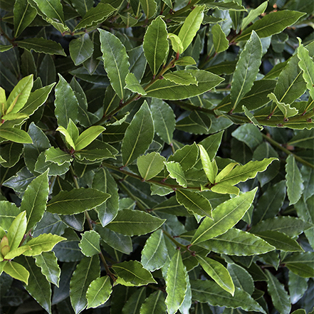 little ragu sweet bay foliage