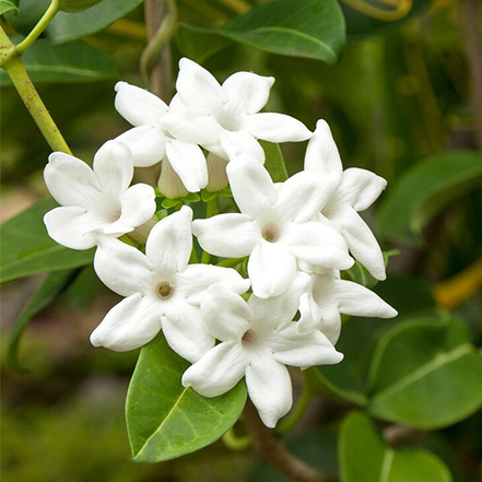 white madagascar jasmine flower