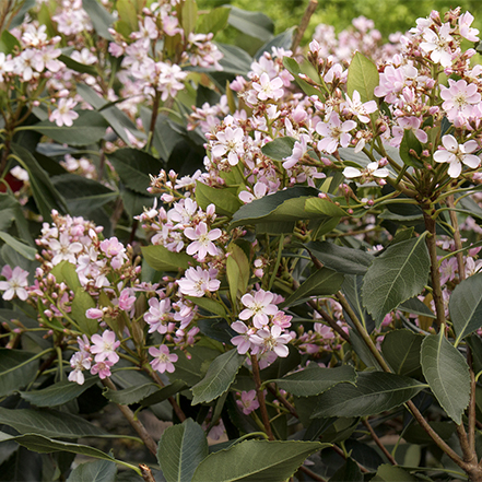 pink indian hawthorne flowers