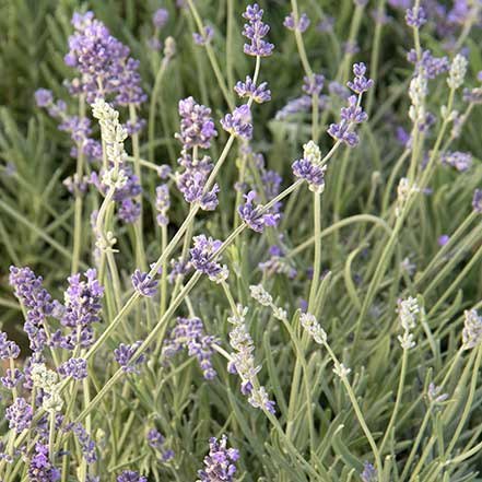 fragrant lavender flowers on slender stems