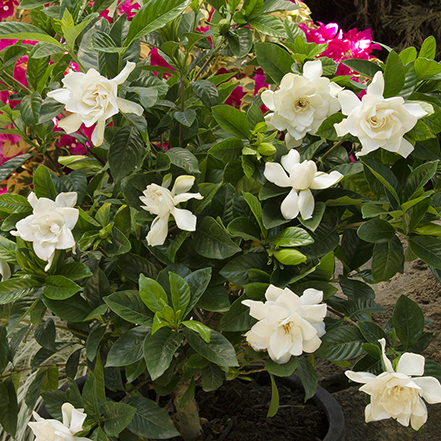 white mystery gardenia flowers in container