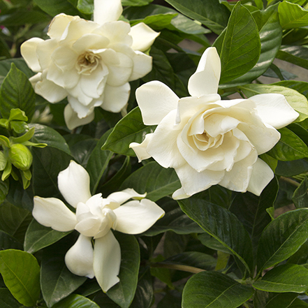 white mystery gardenia (grafted) flowers