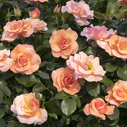 peach rose flowers