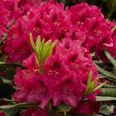 nova zembla Rhododendron