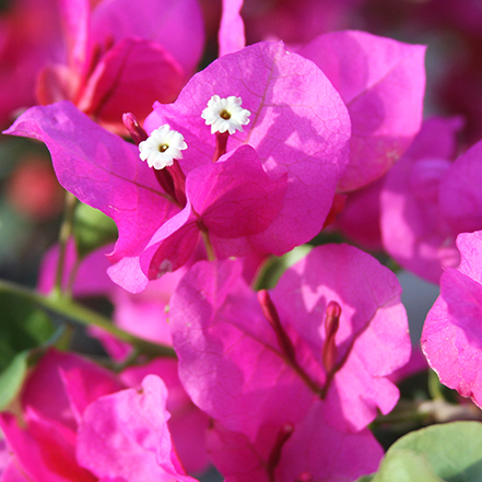 vibrant magenta flowers on oo-la-la bougainvillea