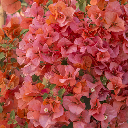 orange flowers on orange king bougainvilla