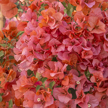 orange flowers on orange king bougainvilla