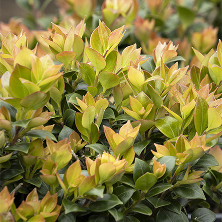 orange and green leaves of orangena vaccinium