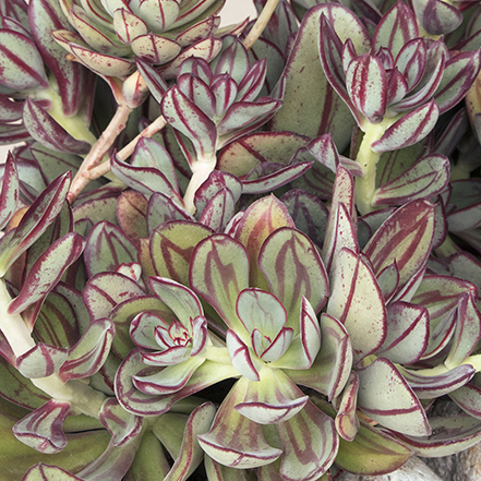 painted echeveria in container