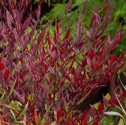 red foliage of plum passion heavenly bamboo