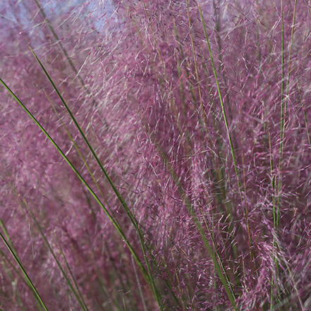 plumetastic pink muhly grass