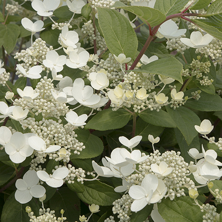 white quick fire hydrangea flowers