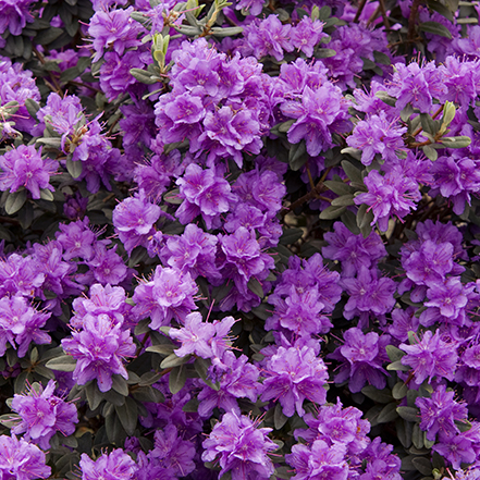 Purple Ramapo Rhododendron flowers