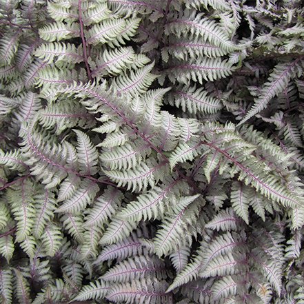 regal red japanese painted fern