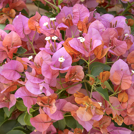 pink rosenka bougainvillea flowers