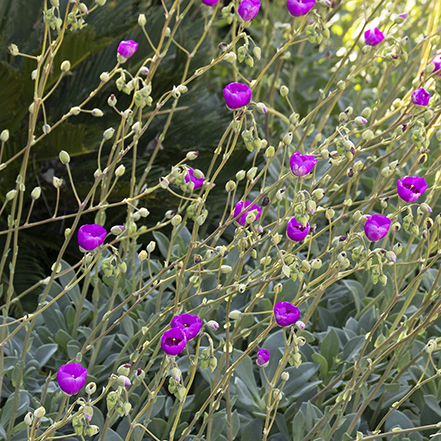 pink rock purslane