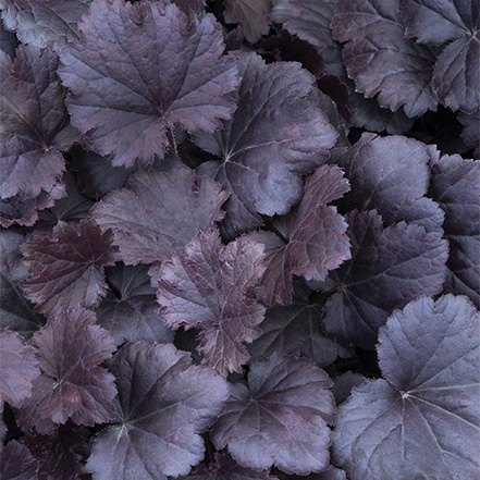 deep purple foliage of sirens song dark night heuchera