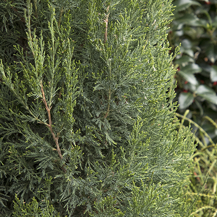 green spartan juniper is an ideal topiary specimen