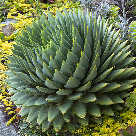 spiral aloe