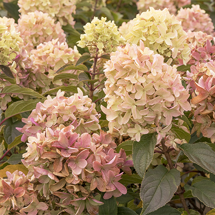 strawber shake hydrangea flowers are blush pink