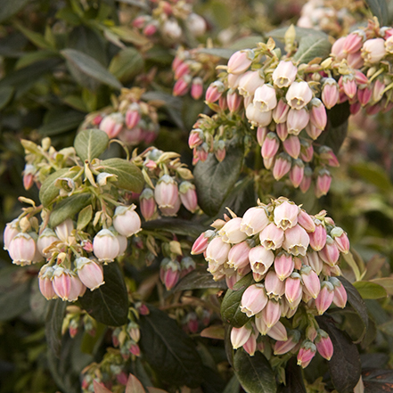 sunshine blue blueberry spring flowers